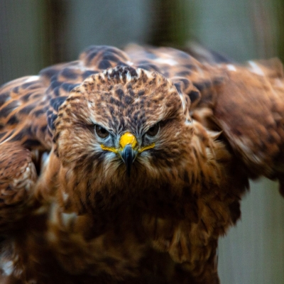 Arendbuizerd - De Zonnegloed - Dierenpark - Dieren opvangcentrum - Sanctuary